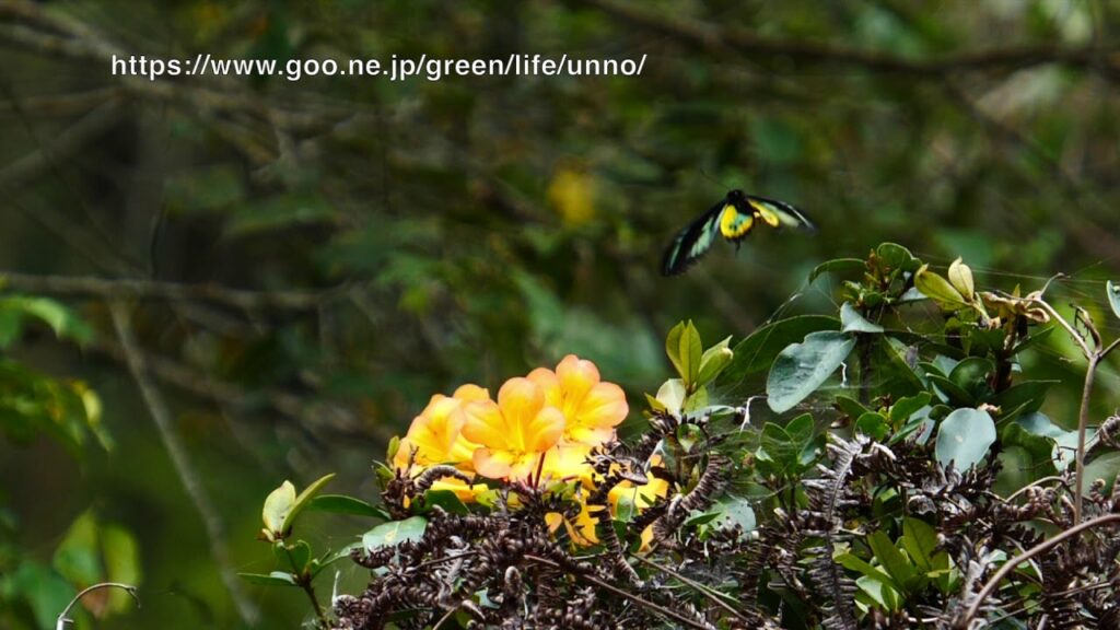 ロスチャイルドトリバネアゲハ♂の飛翔　Ornithoptera rothschildi in flight